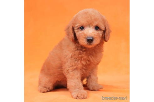 成約済の千葉県のトイプードル-198191の1枚目